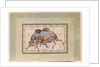 Two Camels Fighting by Anonymous