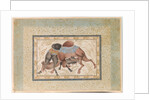 Two Camels Fighting by Anonymous