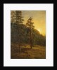 California Redwoods, 1872 by Albert Bierstadt