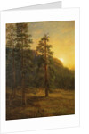 California Redwoods, 1872 by Albert Bierstadt