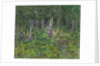 Foxgloves by Susan Ryder