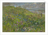 Headland Flowers near Berwick by Susan Ryder