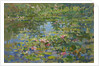 Waterlilies by Susan Ryder