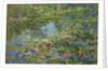 Waterlilies by Susan Ryder