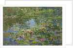 Waterlilies by Susan Ryder