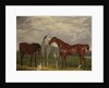 Three Horses of the 2nd Lord de Tabley and His Dog, 'Vic', 1838 by Henry Calvert