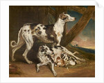 Dalmatian Dogs by James Ward
