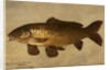 Carp, 1806 by Henry Thomson