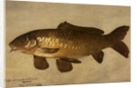 Carp, 1806 by Henry Thomson
