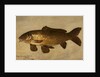 Carp, 1806 by Henry Thomson