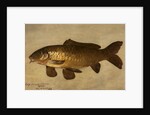 Carp, 1806 by Henry Thomson