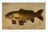 Carp, 1806 by Henry Thomson
