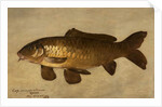 Carp, 1806 by Henry Thomson