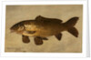 Carp, 1806 by Henry Thomson