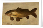 Carp, 1806 by Henry Thomson