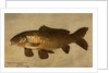 Carp, 1806 by Henry Thomson