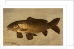 Carp, 1806 by Henry Thomson