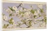 Apple Blossoms, c.1874 by John William Hill