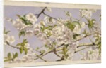 Apple Blossoms, c.1874 by John William Hill