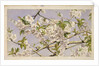 Apple Blossoms, c.1874 by John William Hill