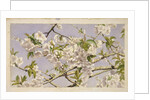 Apple Blossoms, c.1874 by John William Hill