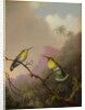 Two Hummingbirds, c.1865-75 by Martin Johnson Heade