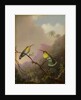 Two Hummingbirds, c.1865-75 by Martin Johnson Heade