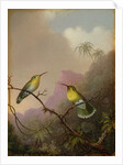 Two Hummingbirds, c.1865-75 by Martin Johnson Heade