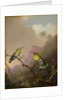 Two Hummingbirds, c.1865-75 by Martin Johnson Heade