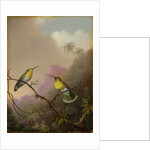 Two Hummingbirds, c.1865-75 by Martin Johnson Heade