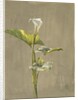Calla Lily, 1875 by Fidelia Bridges