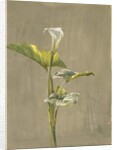 Calla Lily, 1875 by Fidelia Bridges