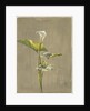 Calla Lily, 1875 by Fidelia Bridges