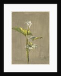 Calla Lily, 1875 by Fidelia Bridges