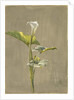 Calla Lily, 1875 by Fidelia Bridges