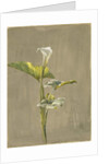 Calla Lily, 1875 by Fidelia Bridges
