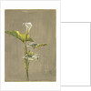 Calla Lily, 1875 by Fidelia Bridges