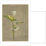Calla Lily, 1875 by Fidelia Bridges