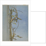 Wisteria on a Wall by Fidelia Bridges