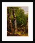 Birch and Maples, 1855 by Asher Brown Durand