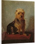 Chadwick's Dog, 1874 by Abbott Handerson Thayer