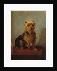 Chadwick's Dog, 1874 by Abbott Handerson Thayer