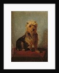 Chadwick's Dog, 1874 by Abbott Handerson Thayer