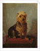 Chadwick's Dog, 1874 by Abbott Handerson Thayer