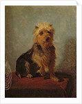 Chadwick's Dog, 1874 by Abbott Handerson Thayer