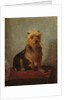 Chadwick's Dog, 1874 by Abbott Handerson Thayer