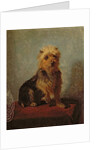 Chadwick's Dog, 1874 by Abbott Handerson Thayer