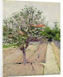 Apple Tree in Blossom, c.1885 by Gustave Caillebotte
