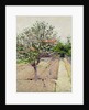 Apple Tree in Blossom, c.1885 by Gustave Caillebotte