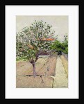 Apple Tree in Blossom, c.1885 by Gustave Caillebotte